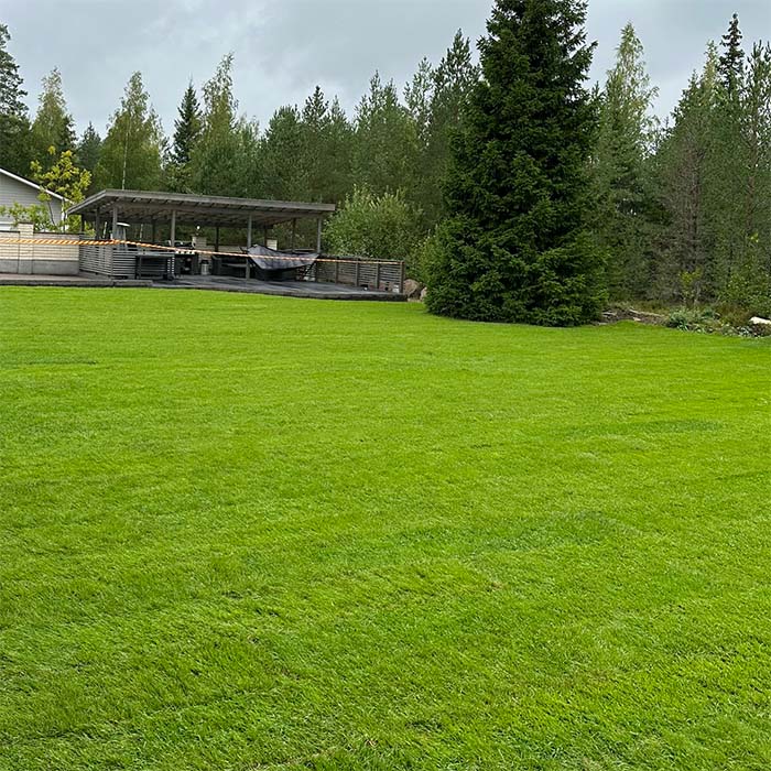Laaja vihreä siirtonurmi istutettu takapihalle